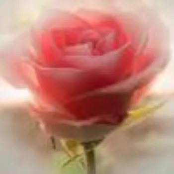 Natural Pink Rose